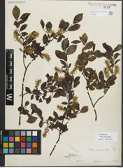 Foto von Salix myrsinifolia Salisb.